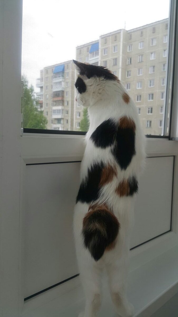 Курильский бобтейл является аборигенной бесхвостой породой кошек.  За прыгучесть и внешние данные их ещё называют кошка-рысь.