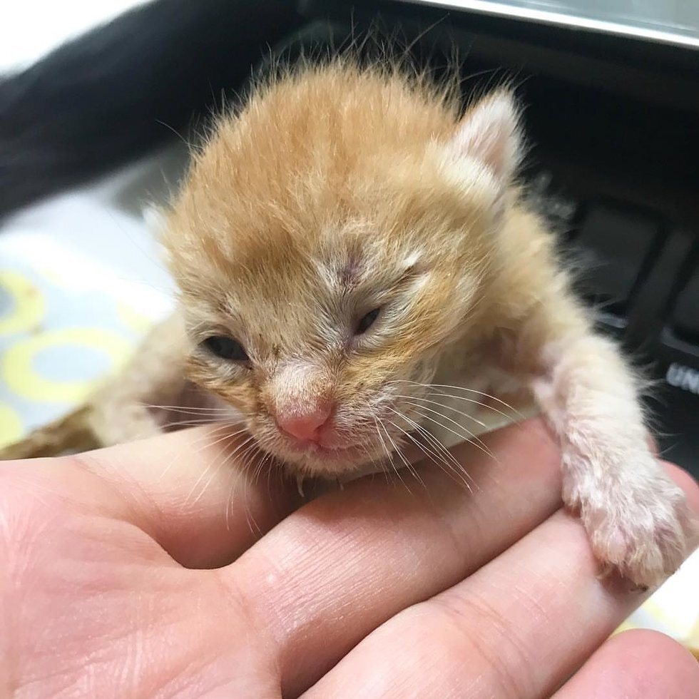 3 недельный котенок фото