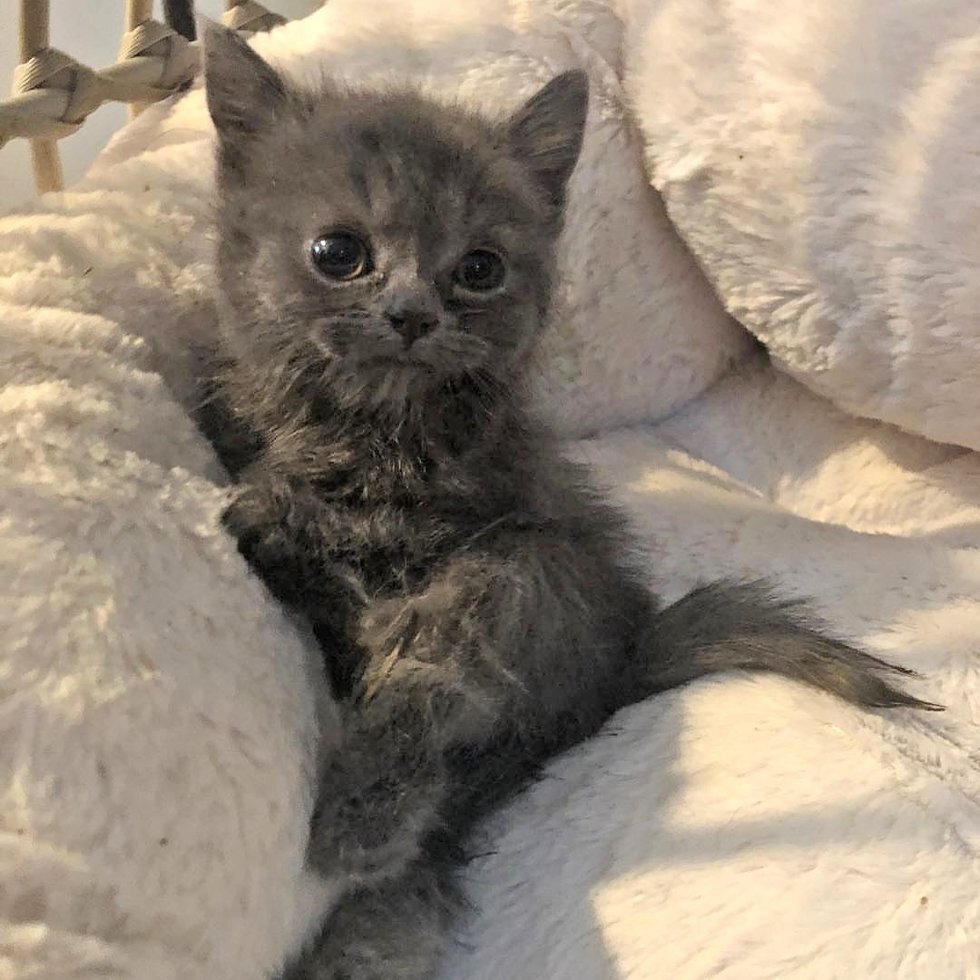 Rustic Acres Wildcat Rescue