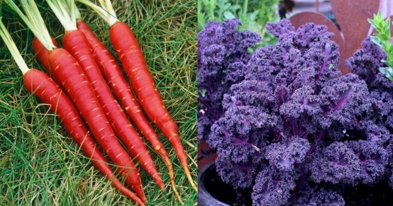 Источник фото: sadogorod.club