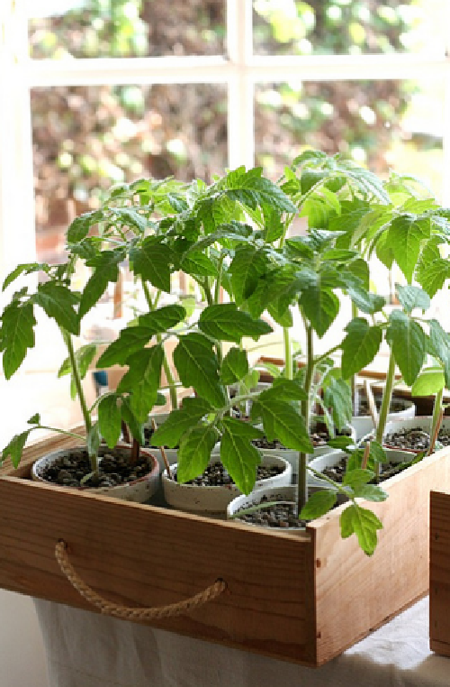 Рассада томатов готова к высадке