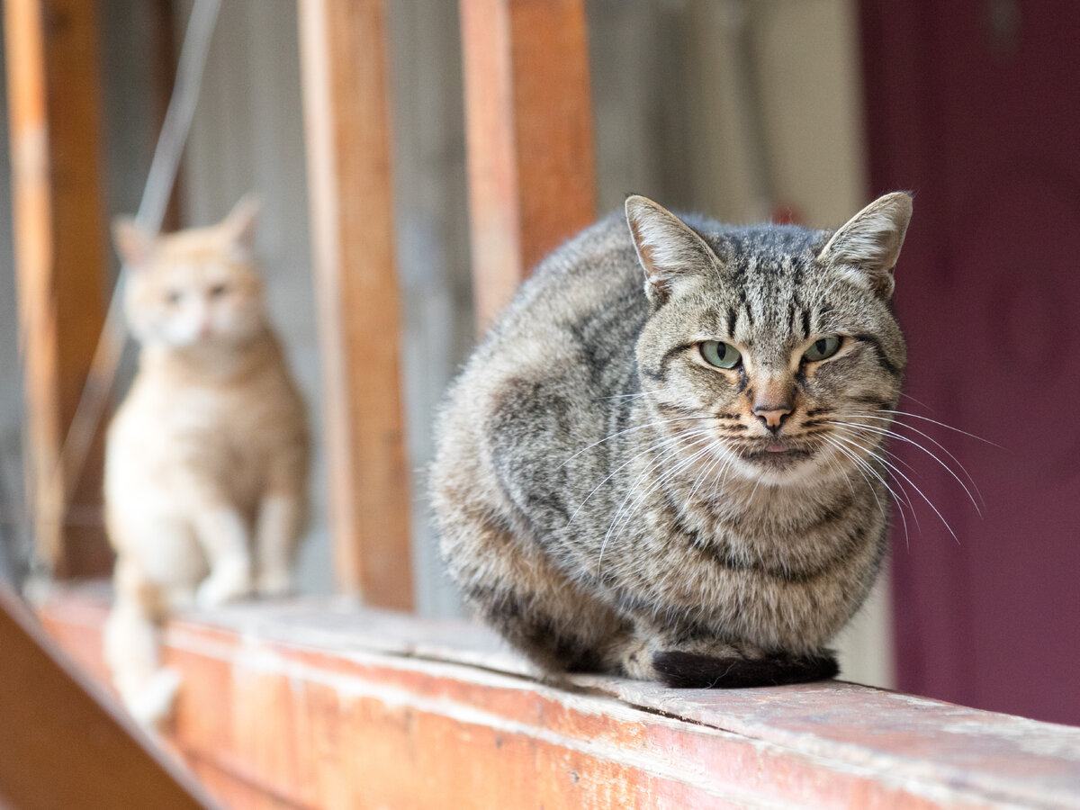 Кошка причем. Кот в Дзене. Котики в Дзене видео.