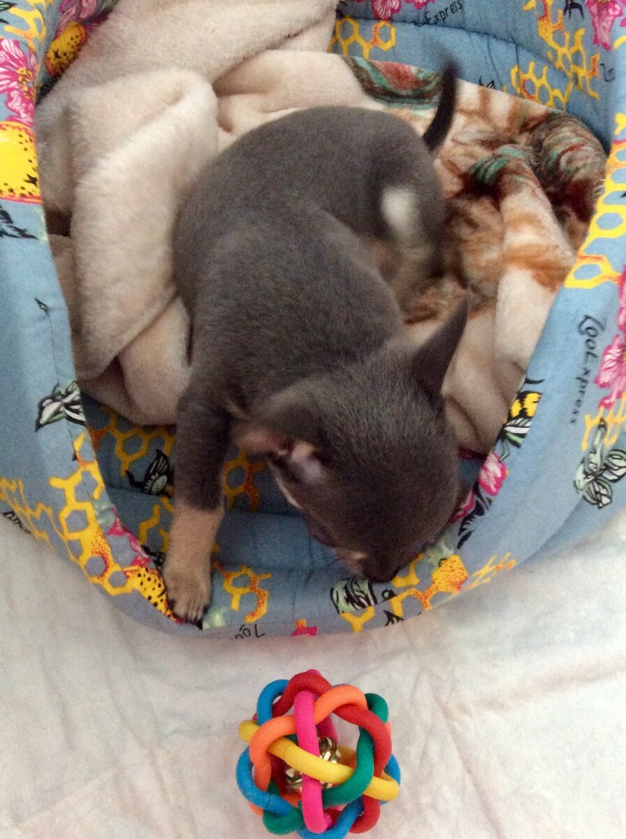 Майк, первый день дома, уже осваивает свою новую игрушку. 