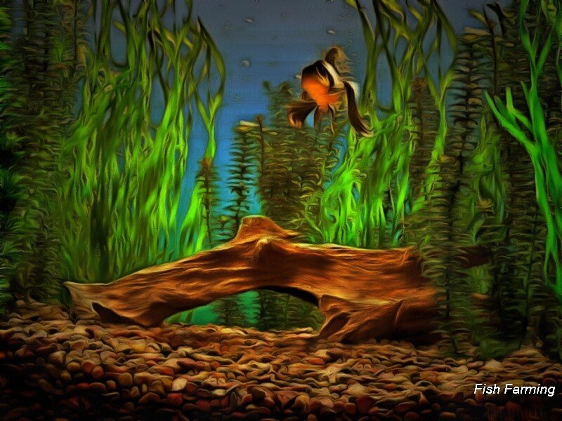 Какой размер аквариума выбрать