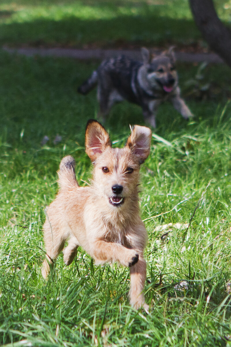У меня есть подобранный на улице маленький песик Лучик. По окрасу он рыжий, по породе чем-то напоминает жесткошерстного джек  рассел терьера. Обладает  настоящим терьеристым характером: бесстрашным и немного импульсивным.  Как-то  утром на прогулке случилось происшествие с Лучом и моим мужем. Они уже возвращались домой, когда на их пути возникли 3 уборщика снега с лопатами. Расположились они по обе стороны пешеходной дорожки. Такие громкие со страшными палками. Луч занервничал. Муж уменьшил длину поводка. Луч оскалился. Работяги не нашли ничего лучше как капать снег перед носом собаки. Муж обеспокоенный за целостность ног капающих, приподнял Луча за поводок. И тут! Луч прокрутился вокруг своей оси. Видимо, "все смешалось: люди-кони". Запаниковав окончательно, Луч прихватил первую ногу, которая оказалась в зоне его зубов. Правда, это оказалась нога хозяина... 
Мрачнее тучи муж пришел с прогулки. Луч не ходит, а ползает с прижатыми ушами, ждет приговор. Муж, несмотря на свой взрывной характер, сдержался. Не кричал, ни шлепал, тихо помыл лапы и все. Весь день хозяин  Луча игнорировал. Мой маленький рыжий мальчик чувствовал себя прескверно. Вел себя идеально. Ушки прижимал на каждый взгляд. Под ногами не путался. С полуслова слушался маму. Но папа оставался непреклонным. Я уже размещала картинки ранее, где Луч любит проводить время у папы на плече. Особенно, если провинится, тут же идет к папе мириться, ложится на плечо, лижет щеку, и сердце грозного хозяина смягчается от этой милоты и в их отношениях снова мир и взаимопонимание. В этот день он скромничал. Кидал на папу виноватый взгляд и ждал. 