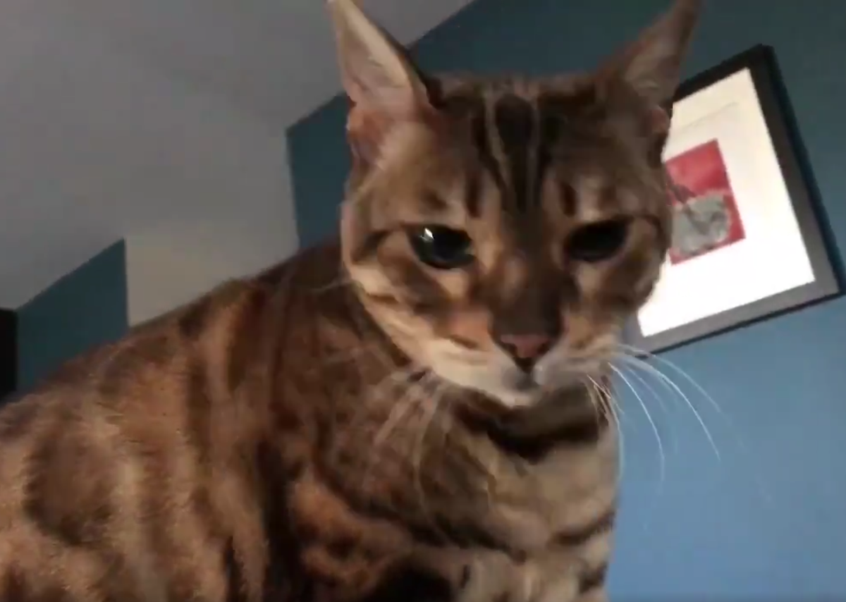 Кадр видео twitter.com/joabaldwin