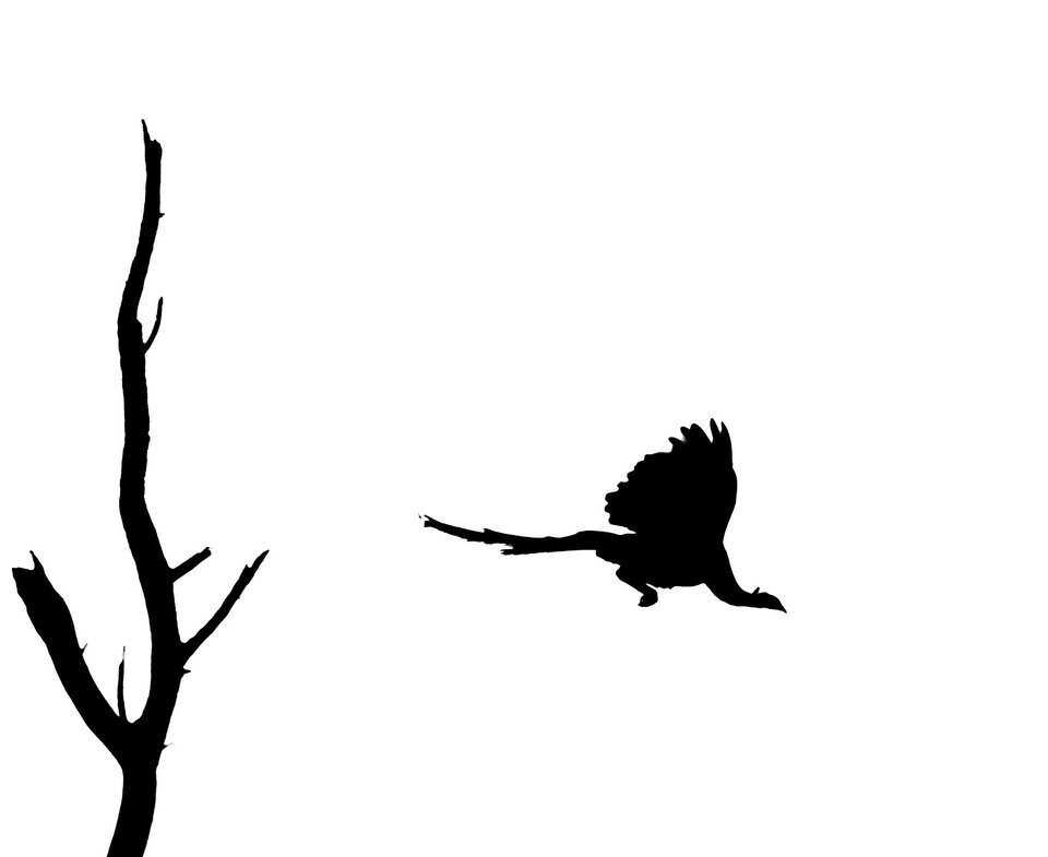 Взлет Павлина