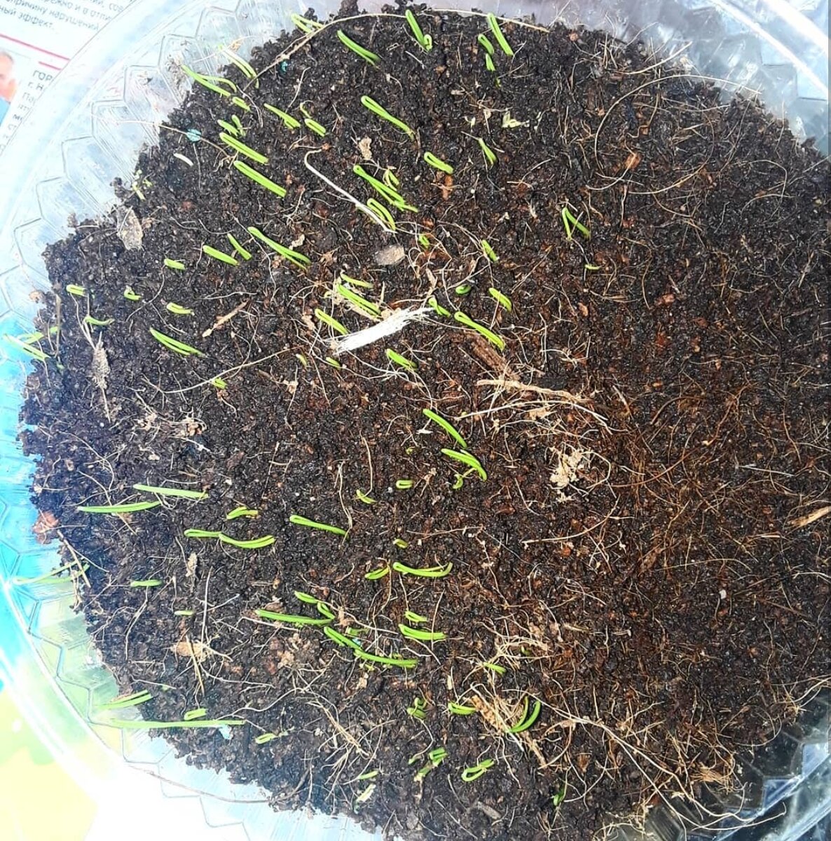 Первые петельки