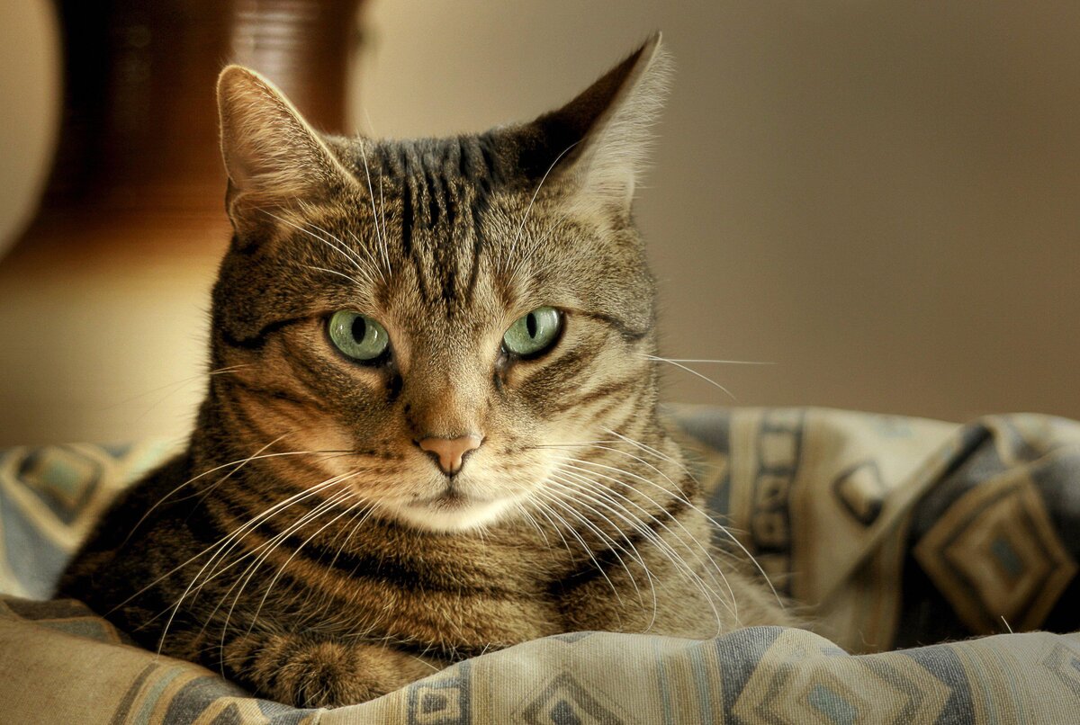 8 Самых не аллергенных кошек