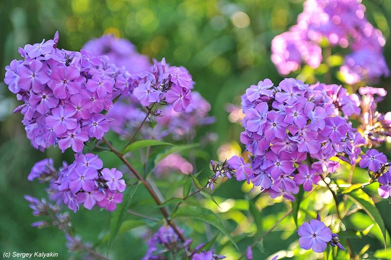 Флокс Птица Сирин