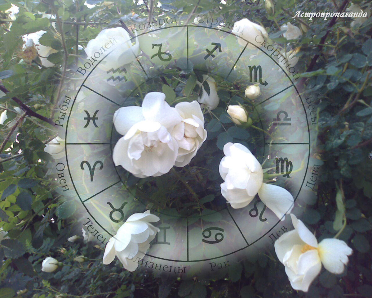 Коллаж Нины Стрелковой.