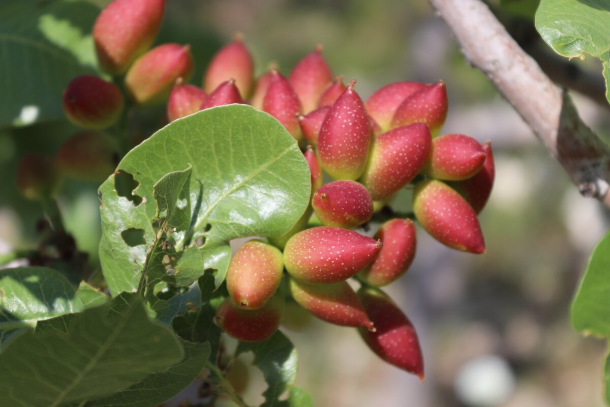 Как растут фисташки. Pistacia terebinthus. Растение фисташка туполистная. Фисташка туполистная цветение. Pistacia Vera.