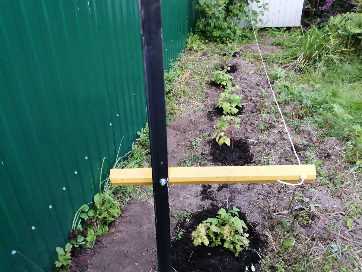 Фото 1. Малина. Сорт Гусар. Сажаю саженцы в зону шпалеры.
