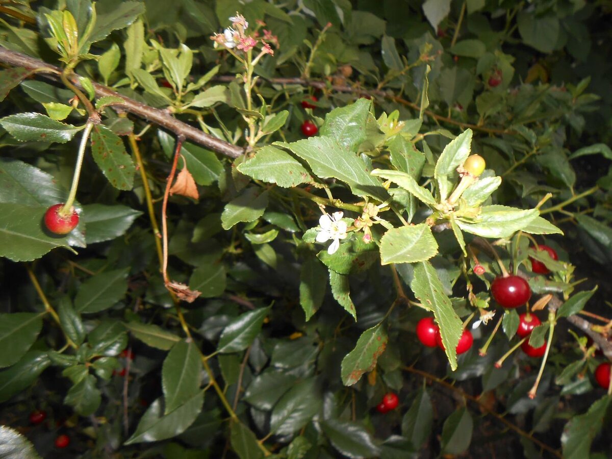 Одни ягоды поспели, другие ещё недозрелые,  а третьи в планах (в виде цветка)