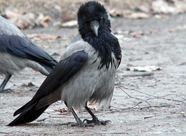 Источник фото: gallery.new-ecopsychology.org