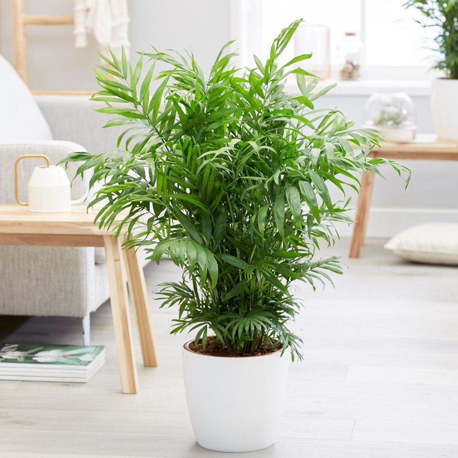 Фото: roomflower.ru