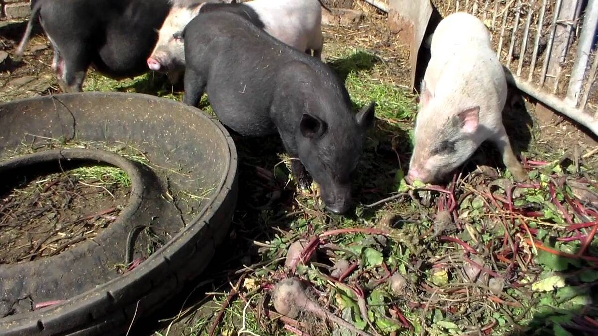 Откорм вьетнамских свиней. Личное подсобное хозяйство свиньи. Картофель свиньям