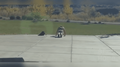 Необычные отжимания