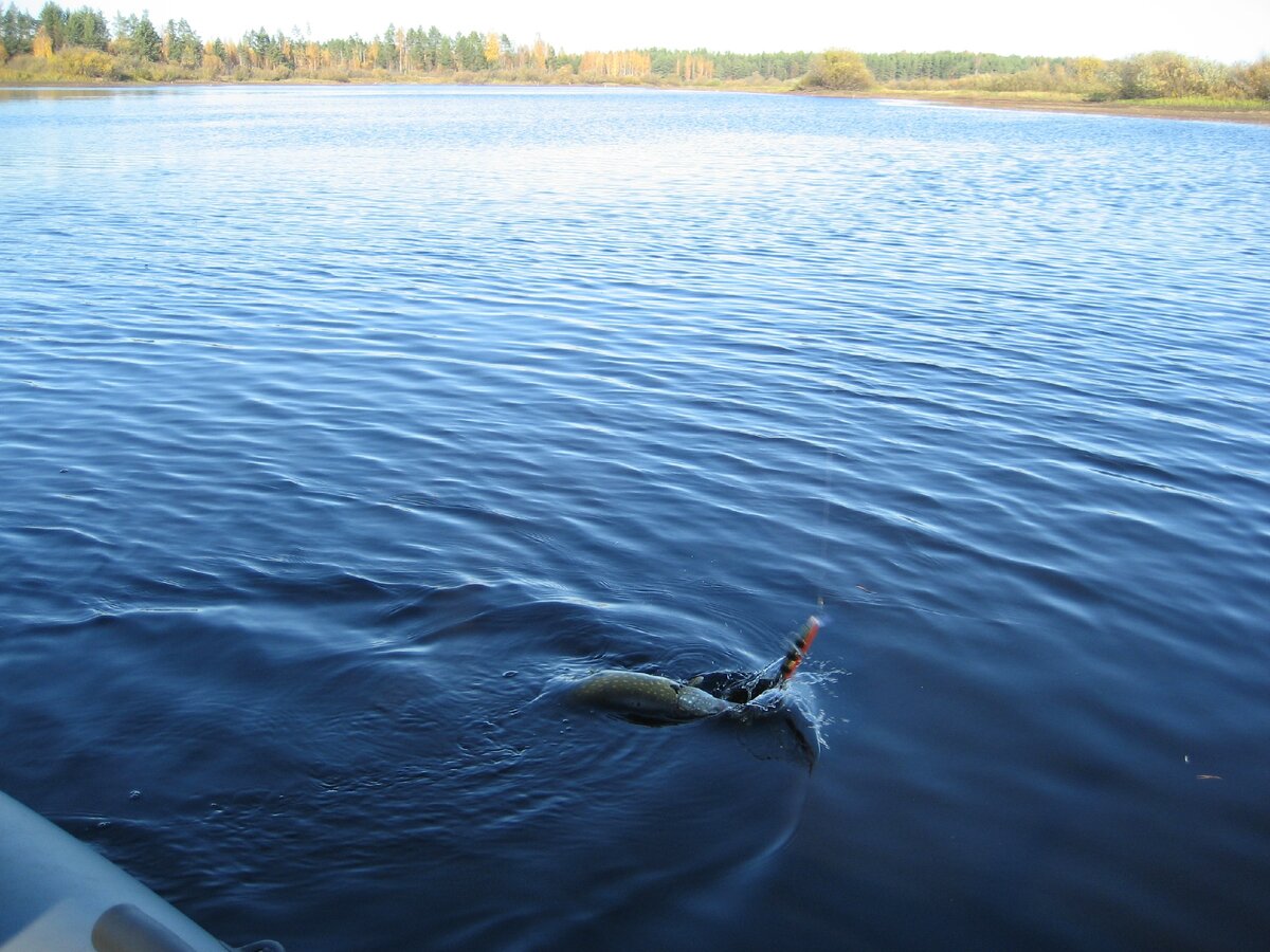 Мелочишка отпускается, за выезд до 20-шт.