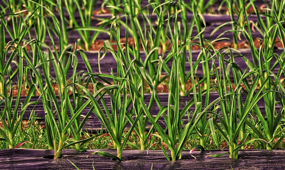 https://pixabay.com/photos/mulch-film-film-cultivation-leek-3353135/