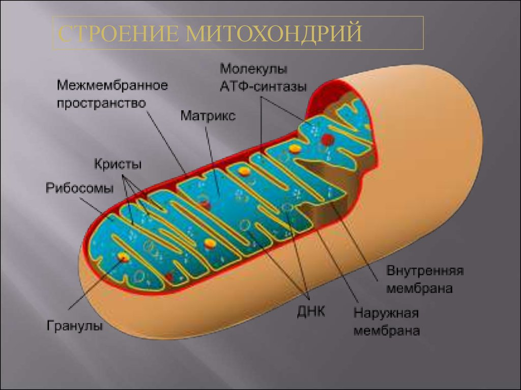 https://cf.ppt-online.org/files/slide/0/0FTEHAvkqpnYyjufxra6LUNPmD7geXB9JZ2SwV/slide-11.jpg