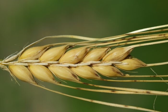 Перловка – это крупа из ячменя (Фото: pixabay.com)