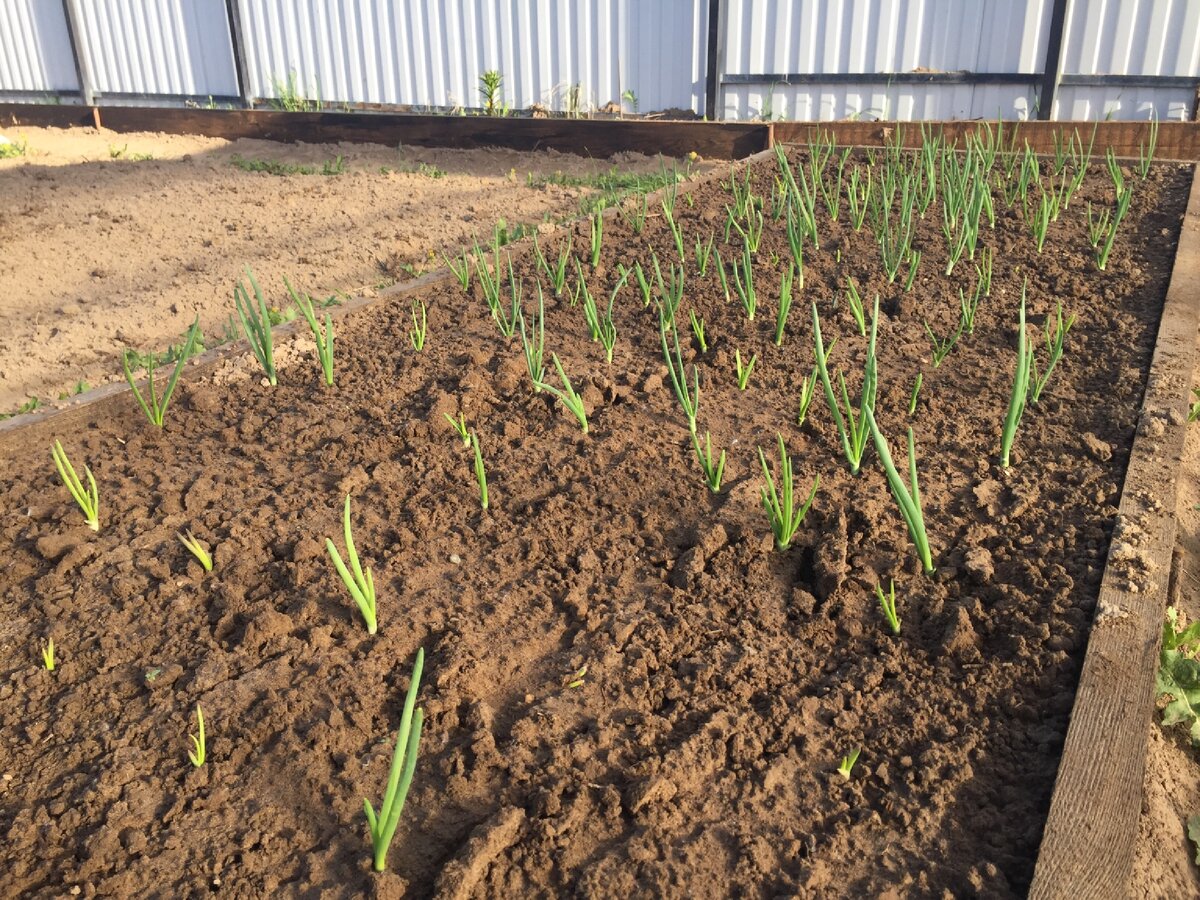 Эх, лук лучок- золотая луковица