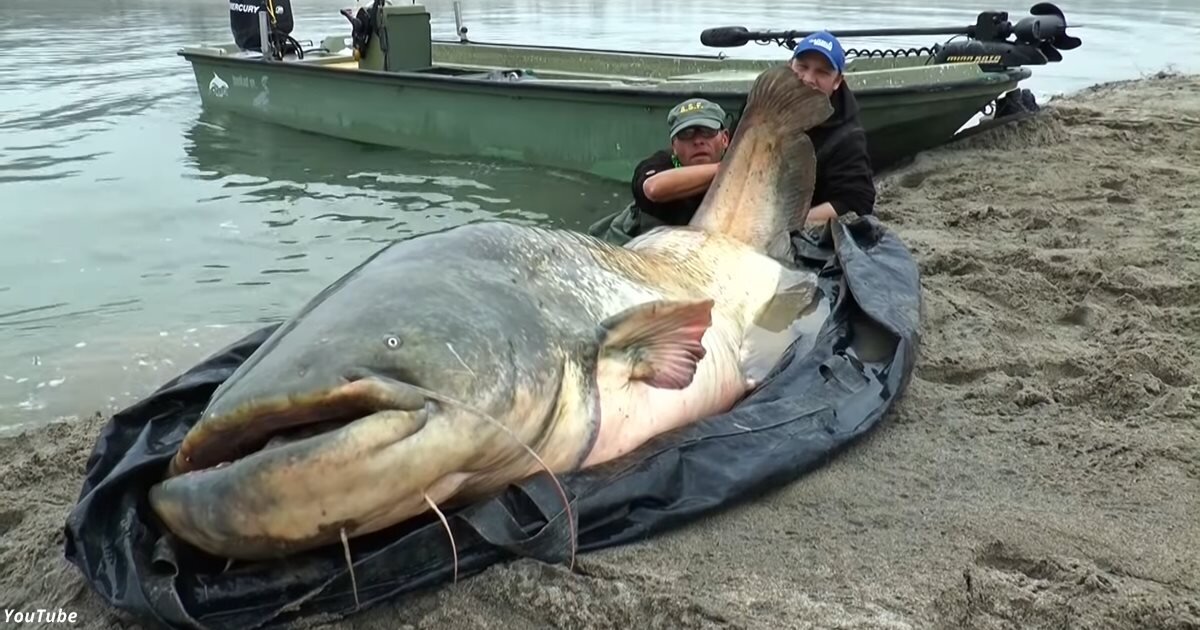 Сом съел сома. Сом 400 кг 5 метров на Каме. Сом в озере. Самые большие сомы в озере. Самая большая рыба в Каме.