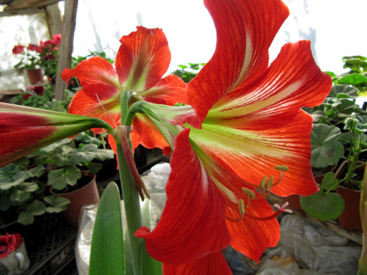 у него три цветка на редкость)