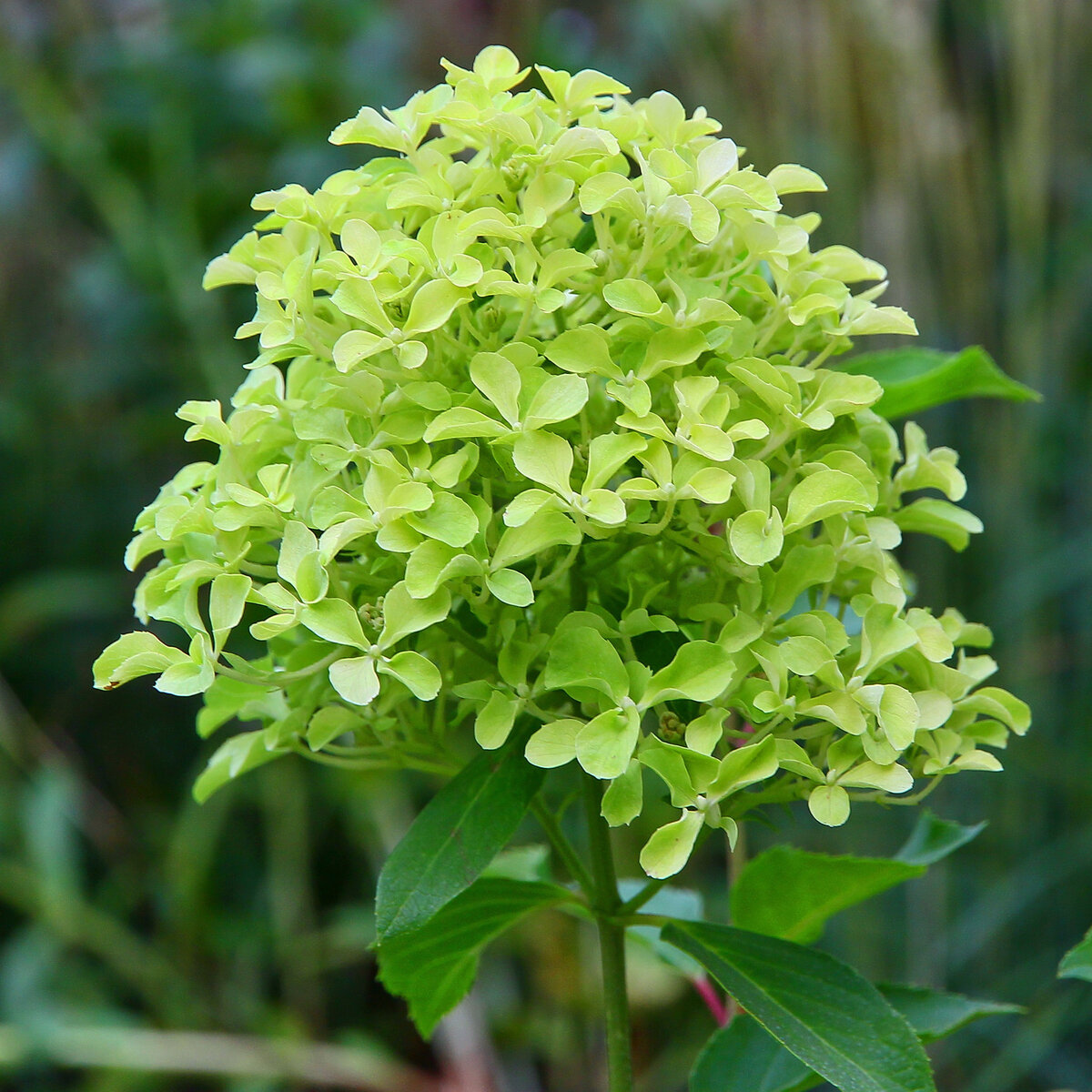 Гортензия метельчатая (Hydrangea paniculata `Perle de Festival`)