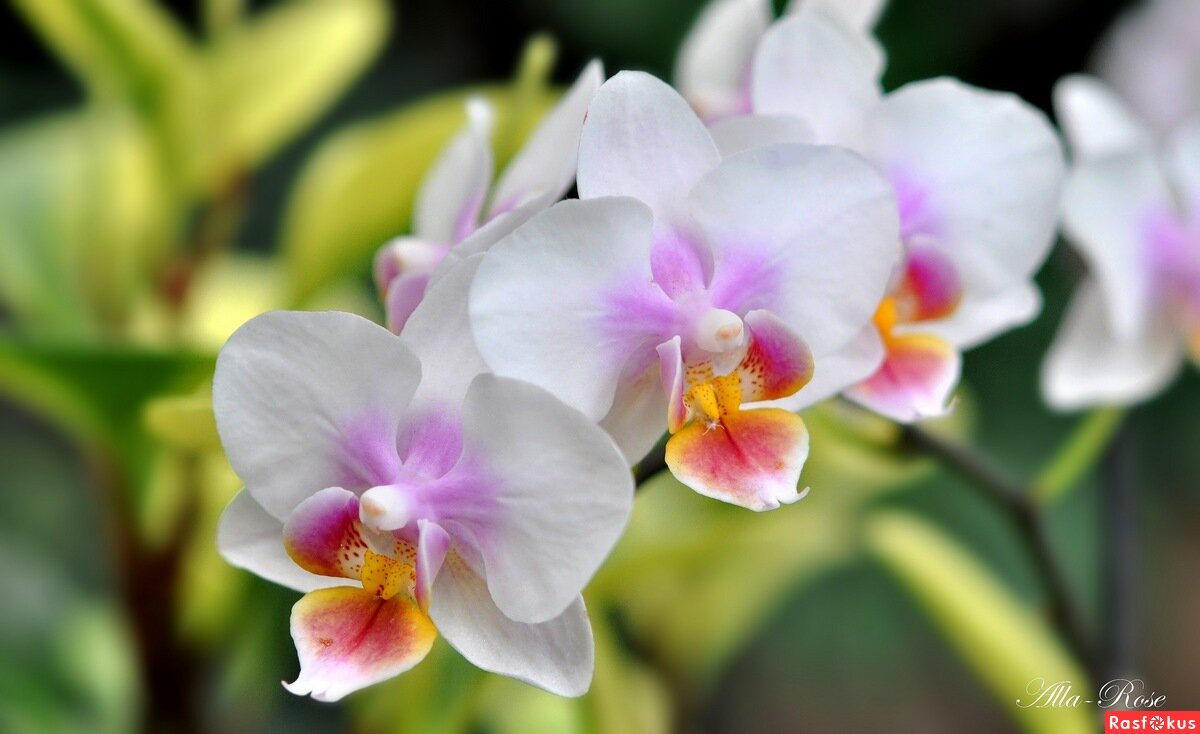 Орхидея. Фото Аллы Кравцовой, rasfokus.ru