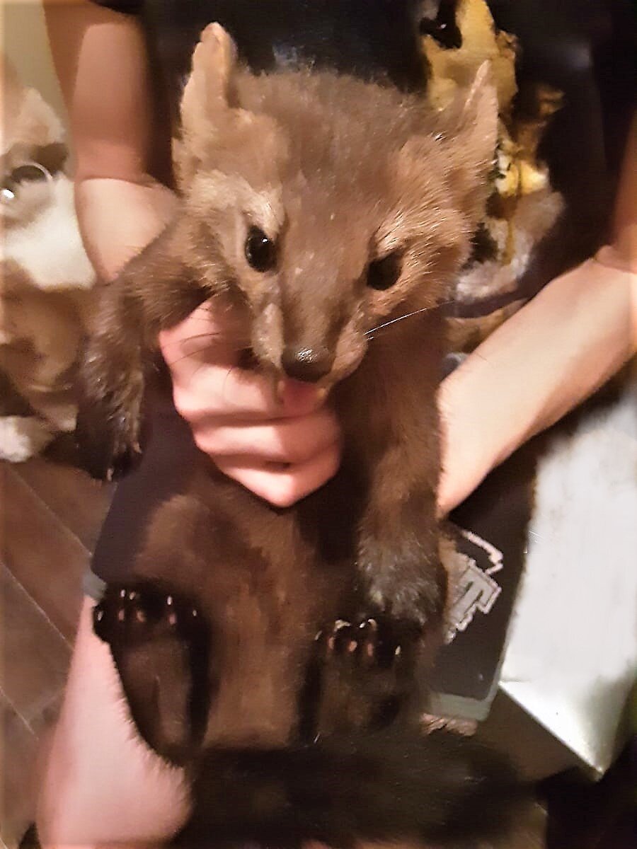 Фото из архива группы "Приют 38 хорьков"