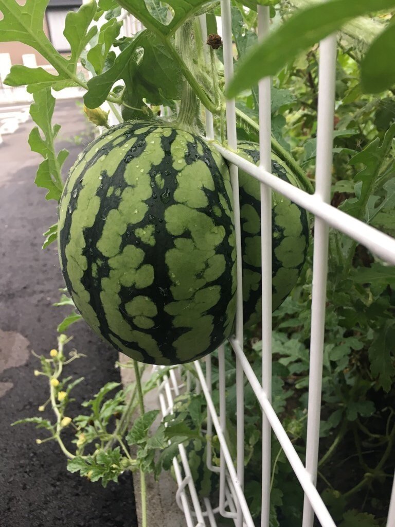 -Гляди шайтан, в Россию собрался.