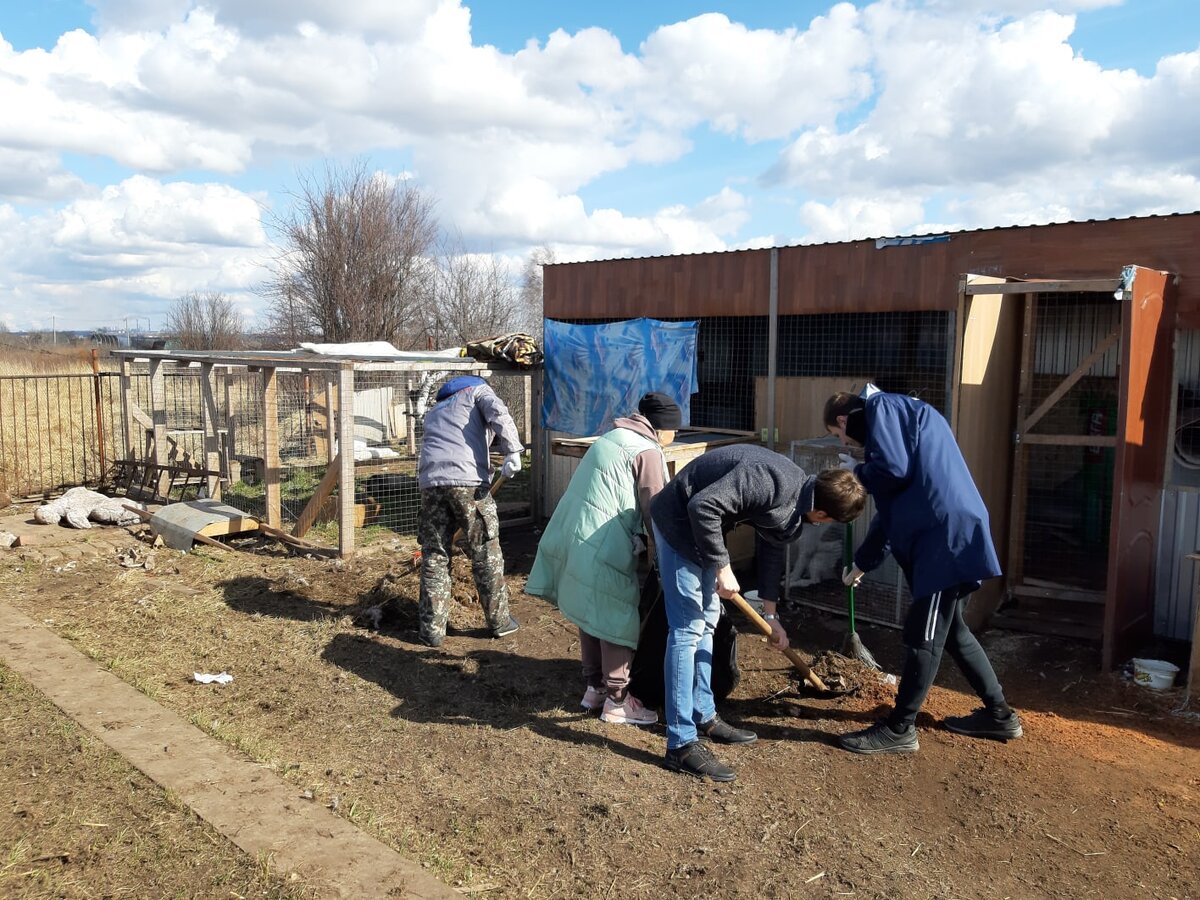 Волонтеры ОНФ в рамках акции #МыВместе посетили приют для бездомных собак |  Народный фронт Нижнекамск | Дзен