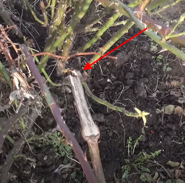 Поломаная ветка