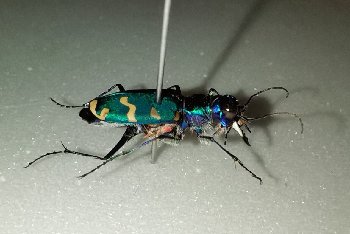 Скакун (Cicindela coerulea nitida) 