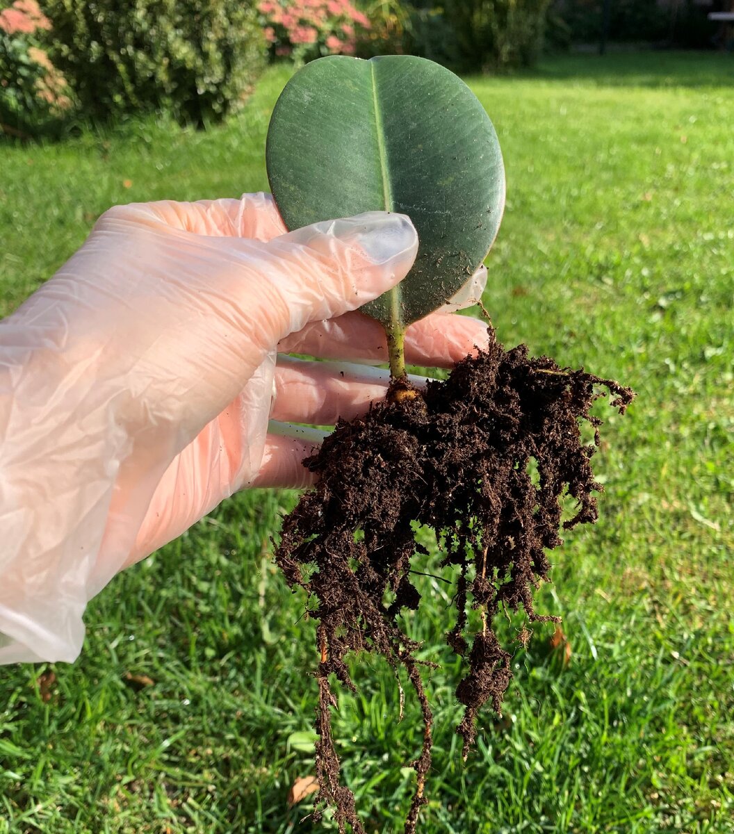 Корневая система у 4-х месячного листа, экспериментальный листовой метод размножения. Личный архив. 