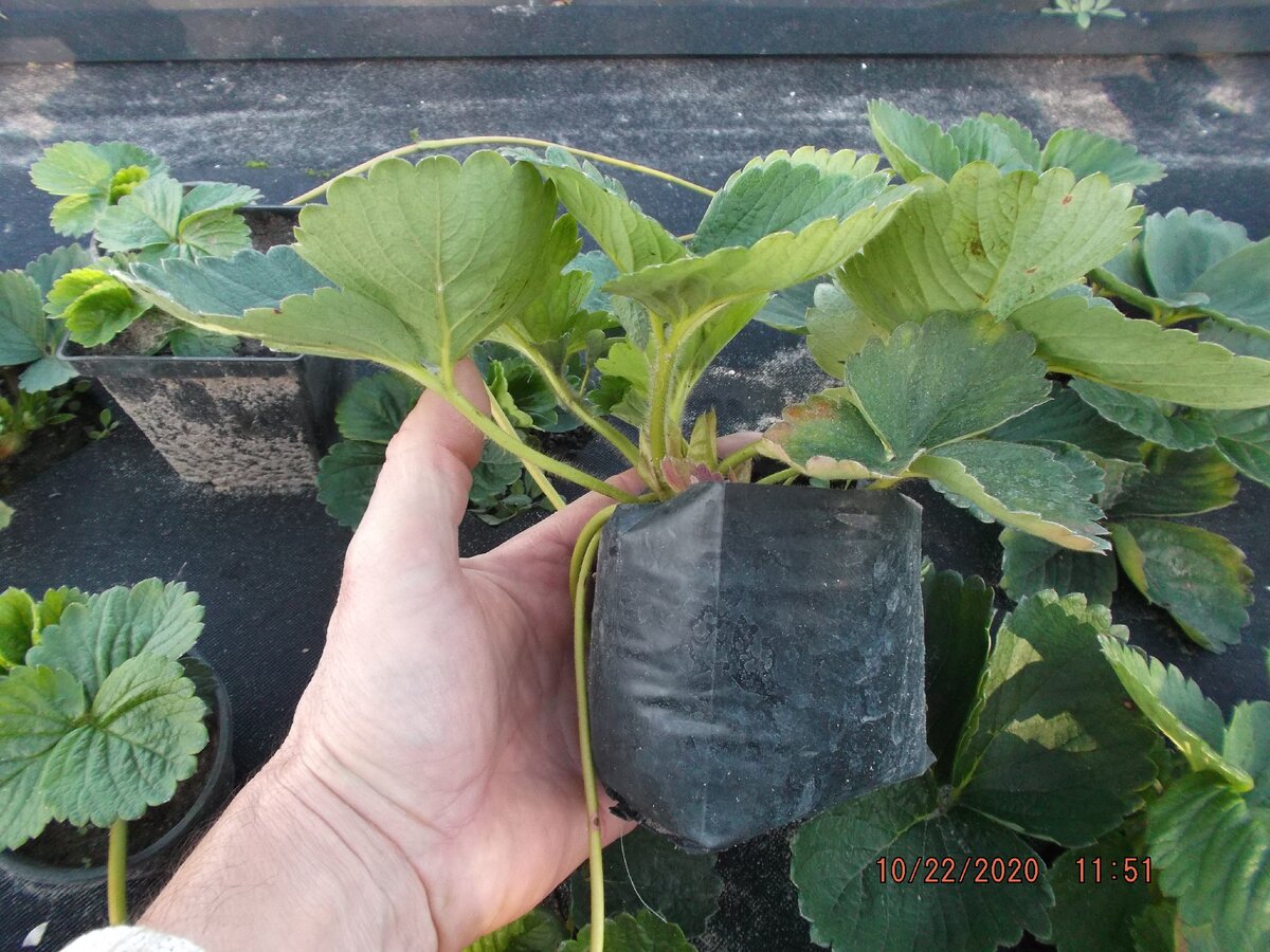 Мощный саженец клубники - залог хорошего урожая