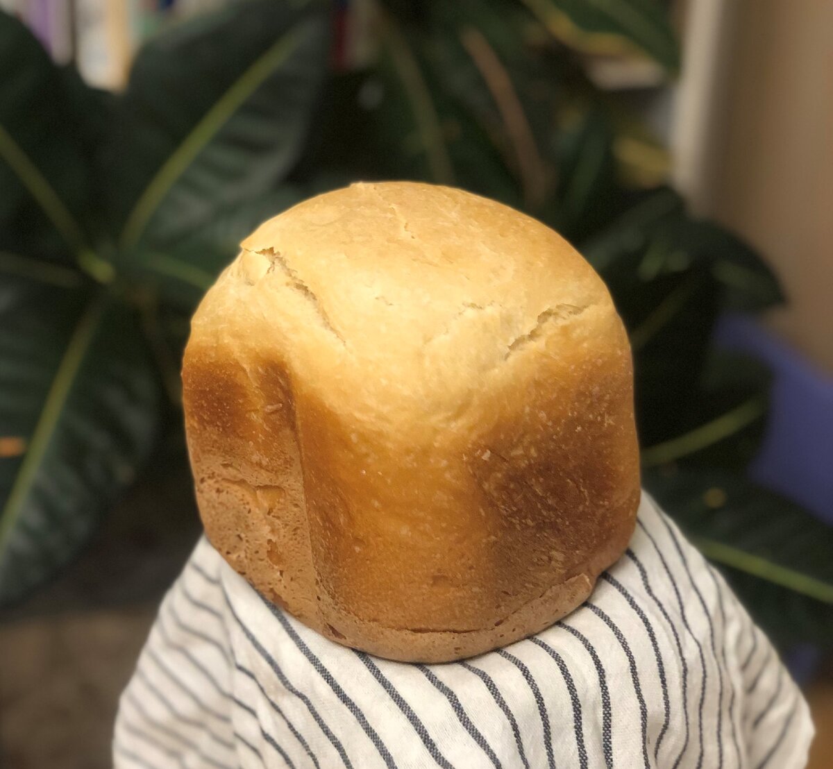 Красавчик! Вес готового 430 грамм