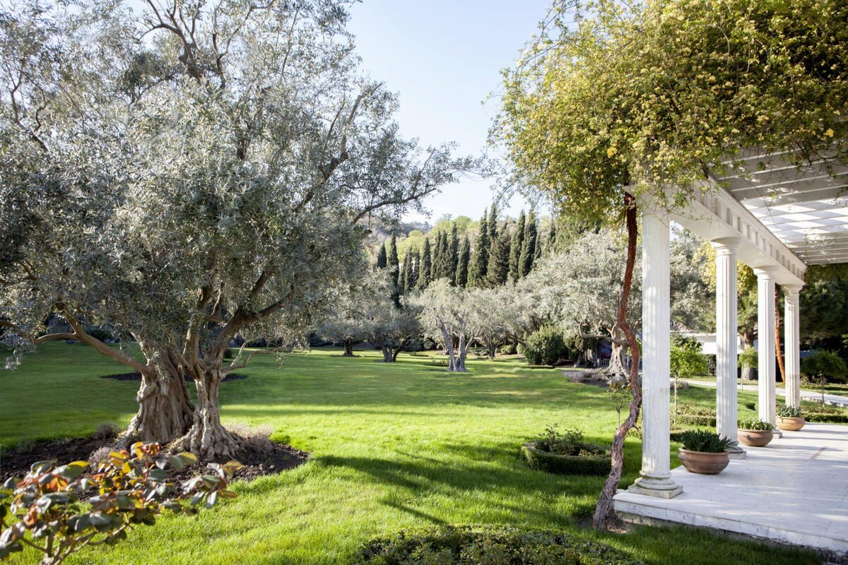 Парк Айвазовского оливковая роща