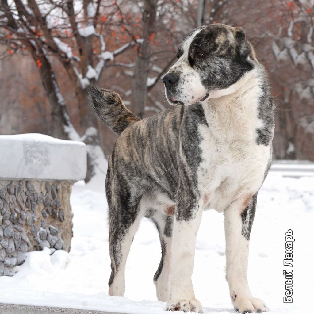 Среднеазиатская овчарка - Белый Лекарь Матёрый. https://beliy-lekar.ru/dogs/sredneaziatskaya-ovcharka/belyy-lekar-materyy