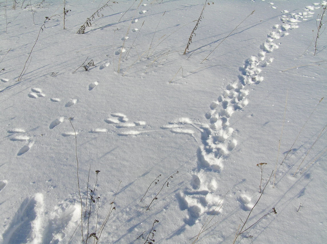 Заячьи и лисьи следы на снегу. Тропление зайца по снегу. Следы зайца русака и беляка. Тропление зайца беляка. Тропление зайца беляка зимой.
