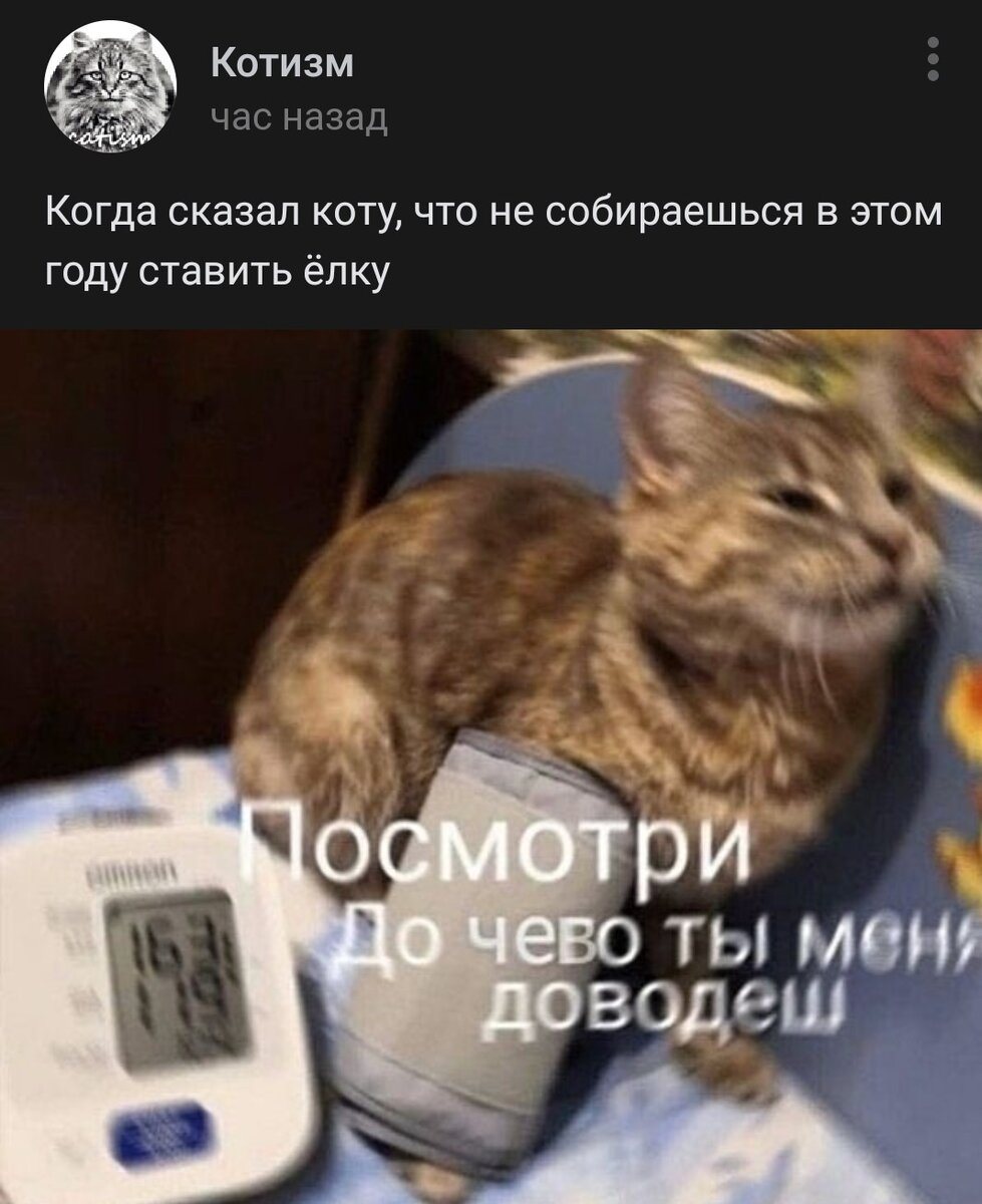 Кот с тонометром