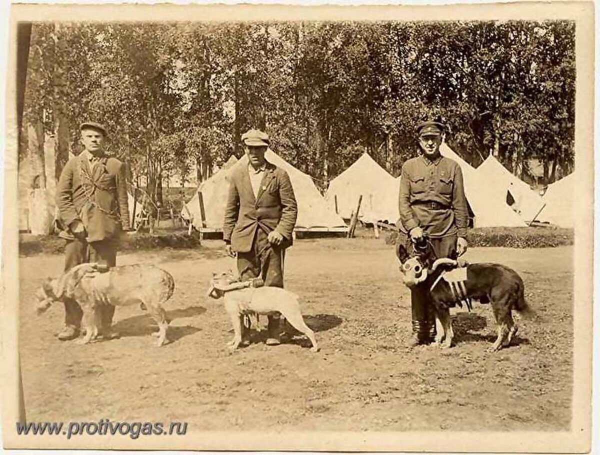 Собаки саперы в годы Великой Отечественной войны