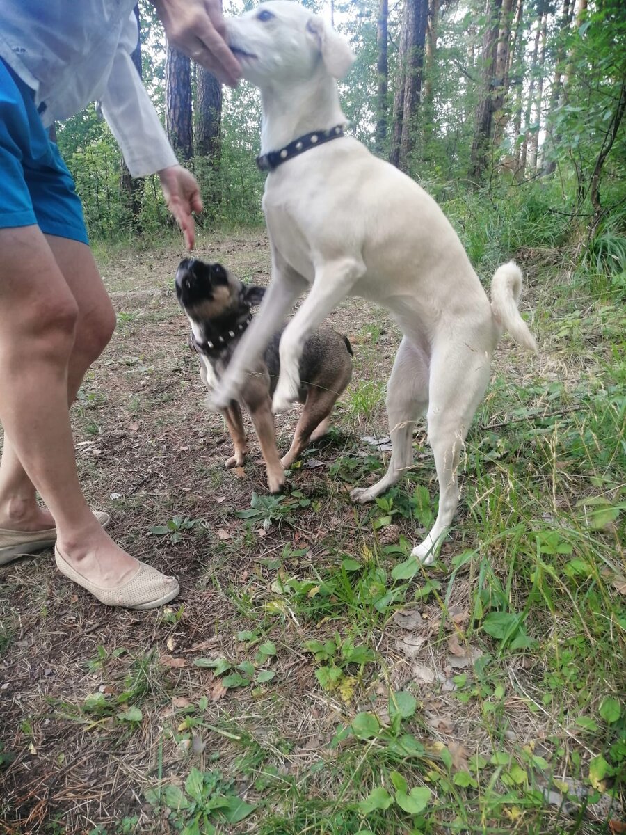 Блин! Так некогда, а хозяйка с лакомством пристала!