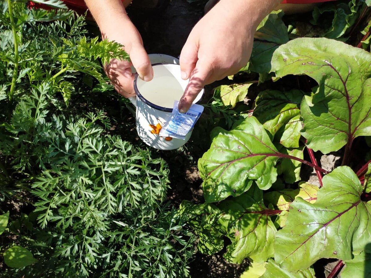 Борная кислота улучшает вкусовые качества и лежкость не только моркови, но свеклы.