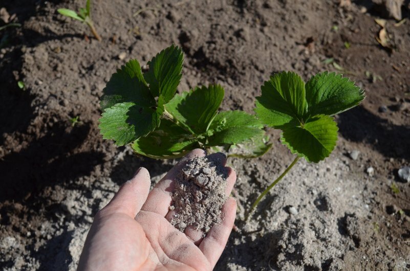 Молодые кусты подкармливаю древесной золой.