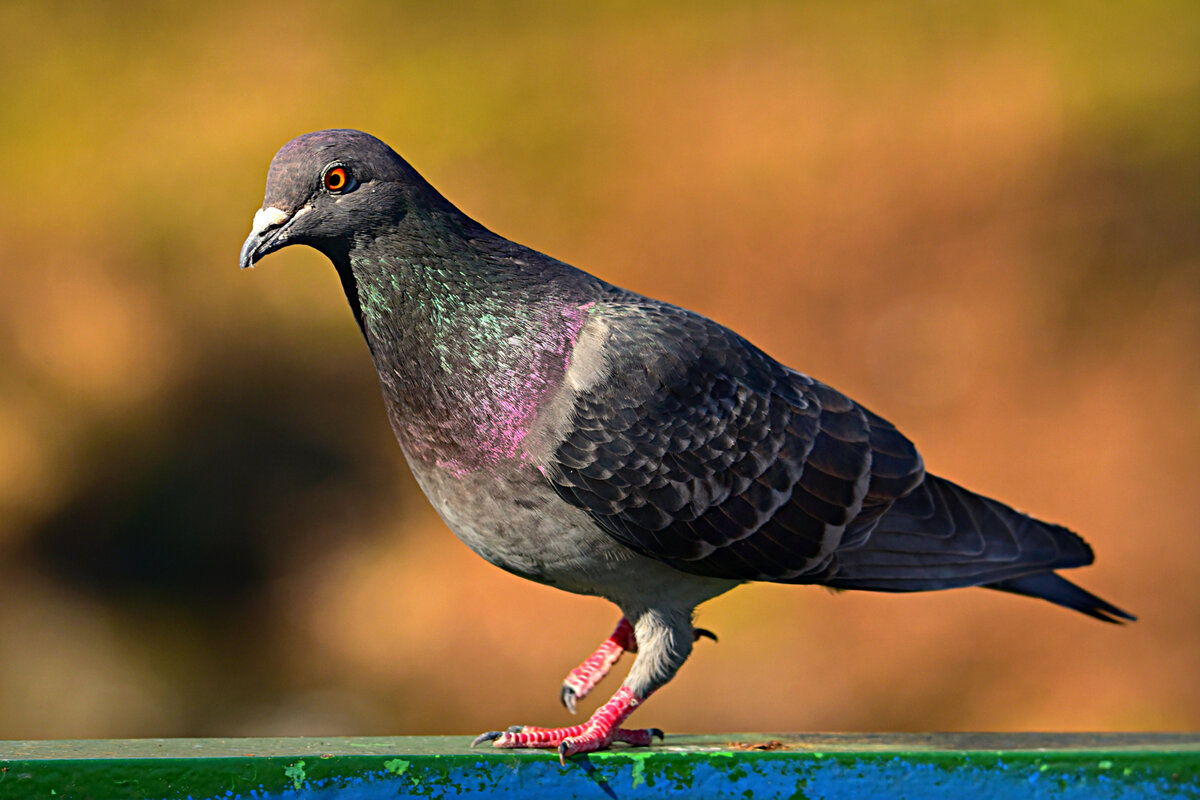 Dove vs Pigeon