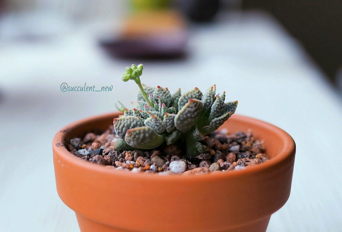 Мой ГРУНТ для суккулентов🌵❤️ | succulent_new | Дзен