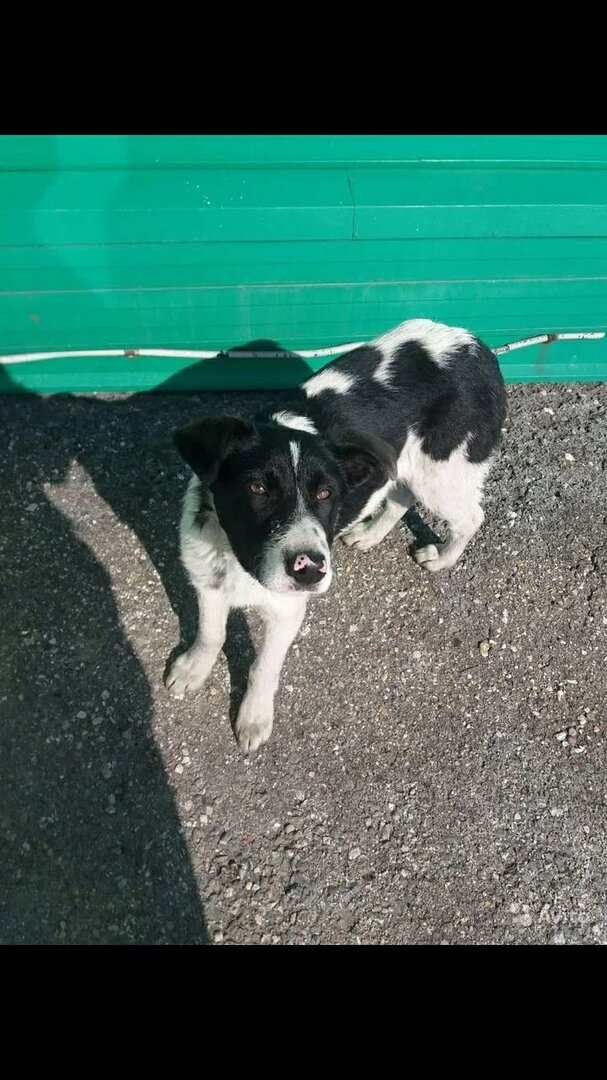 Вот такой я увидела её впервые. Щенок 3-4 месяцев